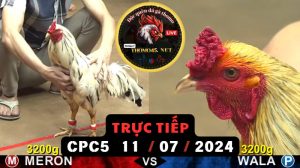 Trực Tiếp thomo CPC5 ngày 11-07-2024