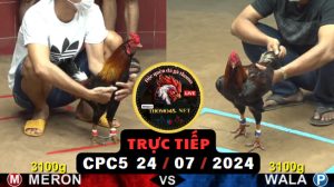 Trực Tiếp thomo CPC5 ngày 24-07-2024