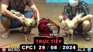 Trực Tiếp thomo CPC1 ngày 29-08-2024