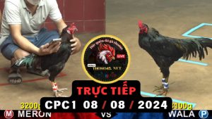 Trực Tiếp thomo CPC1 ngày 07-08-2024