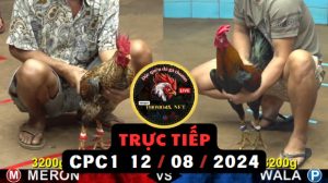 Trực Tiếp thomo CPC1 ngày 12-08-2024