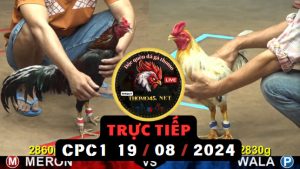 Trực Tiếp thomo CPC1 ngày 19-08-2024