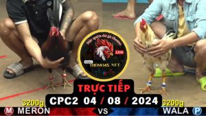 Trực Tiếp thomo CPC2 ngày 04-08-2024