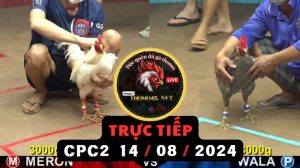 Trực Tiếp thomo CPC2 ngày 14-08-2024