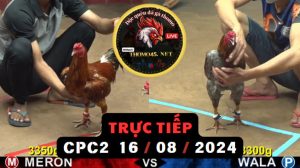 Trực Tiếp thomo CPC2 ngày 16-08-2024