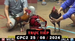Trực Tiếp thomo CPC2 ngày 25-08-2024