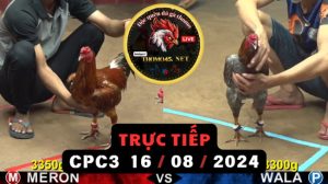 Trực Tiếp thomo CPC3 ngày 16-08-2024