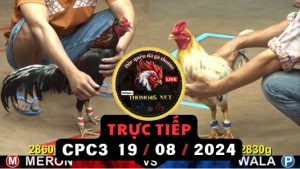 Trực Tiếp thomo CPC3 ngày 19-08-2024