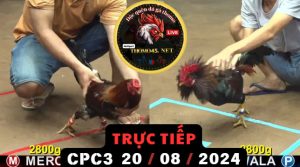 Trực Tiếp thomo CPC3 ngày 20-08-2024