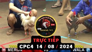 Trực Tiếp thomo CPC4 ngày 14-08-2024