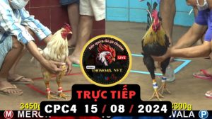 Trực Tiếp thomo CPC4 ngày 15-08-2024