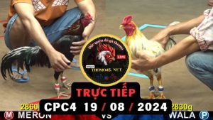 Trực Tiếp thomo CPC4 ngày 19-08-2024