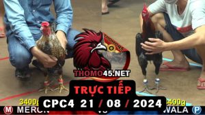 Trực Tiếp thomo CPC4 ngày 21-08-2024