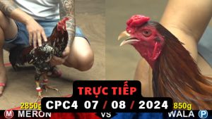 Trực Tiếp thomo CPC4 ngày 07-08-2024