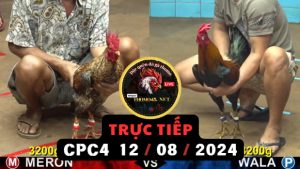 Trực Tiếp thomo CPC4 ngày 12-08-2024