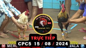 Trực Tiếp thomo CPC5 ngày 15-08-2024