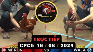 Trực Tiếp thomo CPC5 ngày 16-08-2024