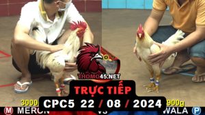 Trực Tiếp thomo CPC5 ngày 22-08-2024