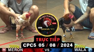Trực Tiếp thomo CPC5 ngày 05-08-2024