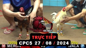Trực Tiếp thomo CPC5 ngày 27-08-2024