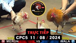 Trực Tiếp thomo CPC5 ngày 11-08-2024