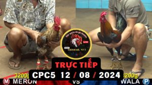 Trực Tiếp thomo CPC5 ngày 12-08-2024