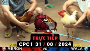 Trực Tiếp thomo CPC1 ngày 31-08-2024