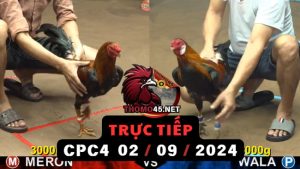 Trực Tiếp thomo CPC4 ngày 02-09-2024