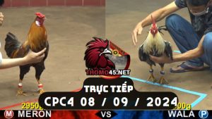 Trực Tiếp thomo CPC4 ngày 08-09-2024