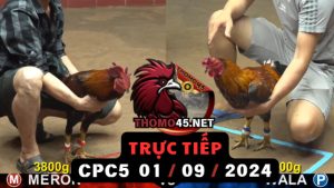 Trực Tiếp thomo CPC5 ngày 01-09-2024