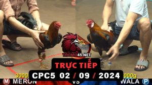 Trực Tiếp thomo CPC5 ngày 02-09-2024
