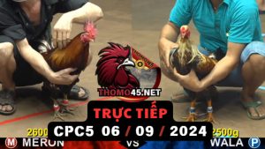Trực Tiếp thomo CPC5 ngày 06-09-2024