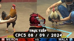 Trực Tiếp thomo CPC5 ngày 08-09-2024
